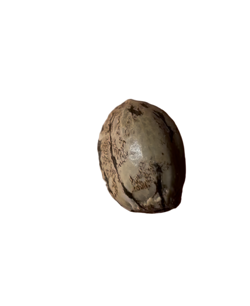 Single brown cannabis seed on a white background