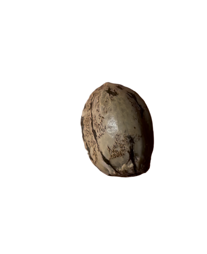 Single brown cannabis seed on a white background