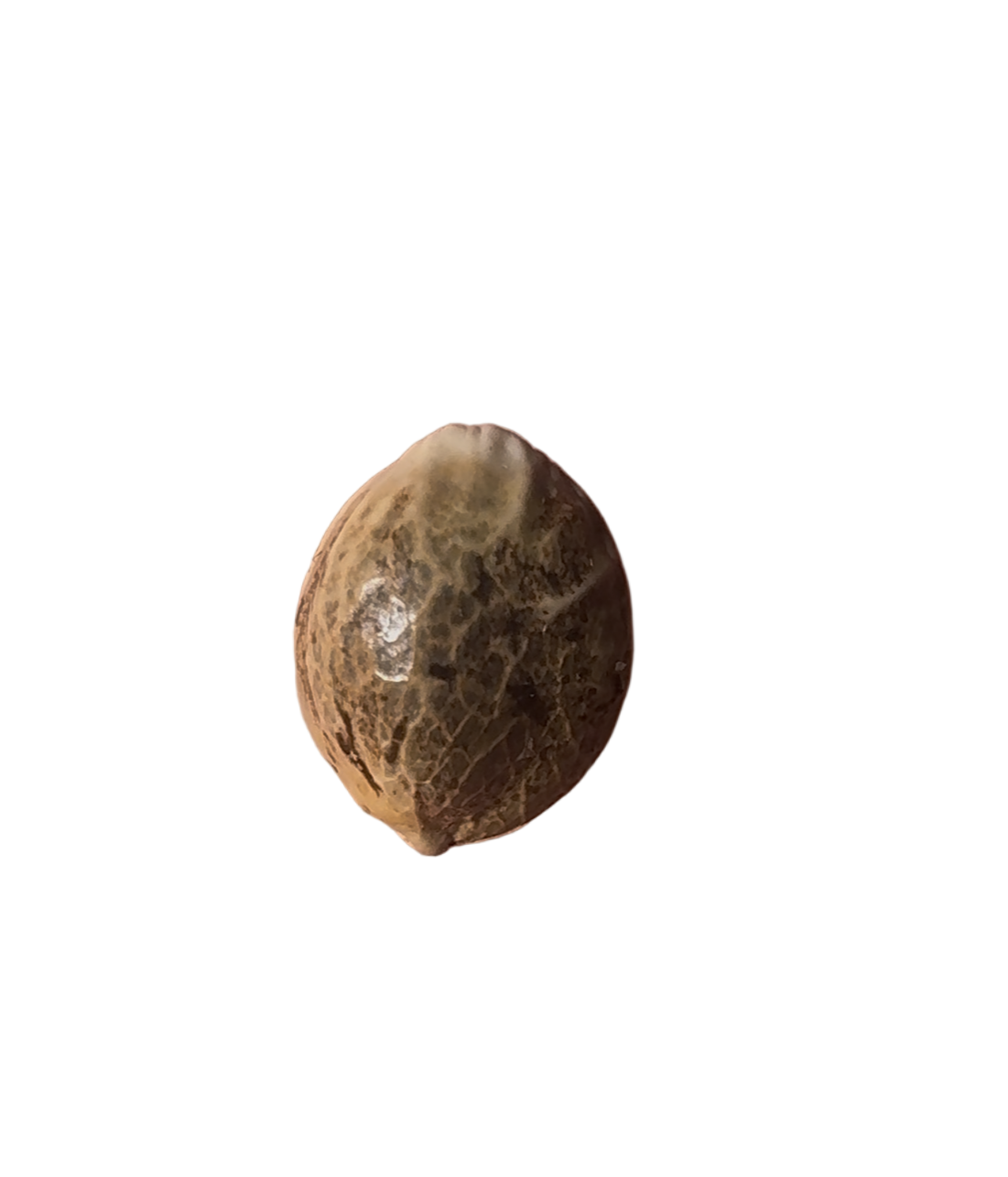 Small cannabis seed on a blank background