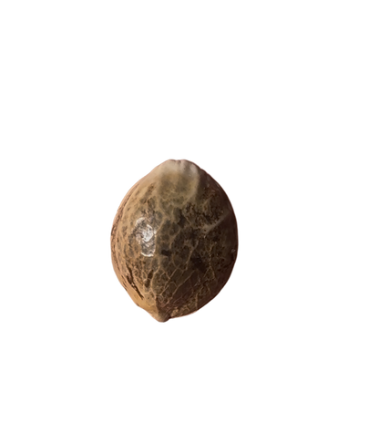 Small cannabis seed on a blank background