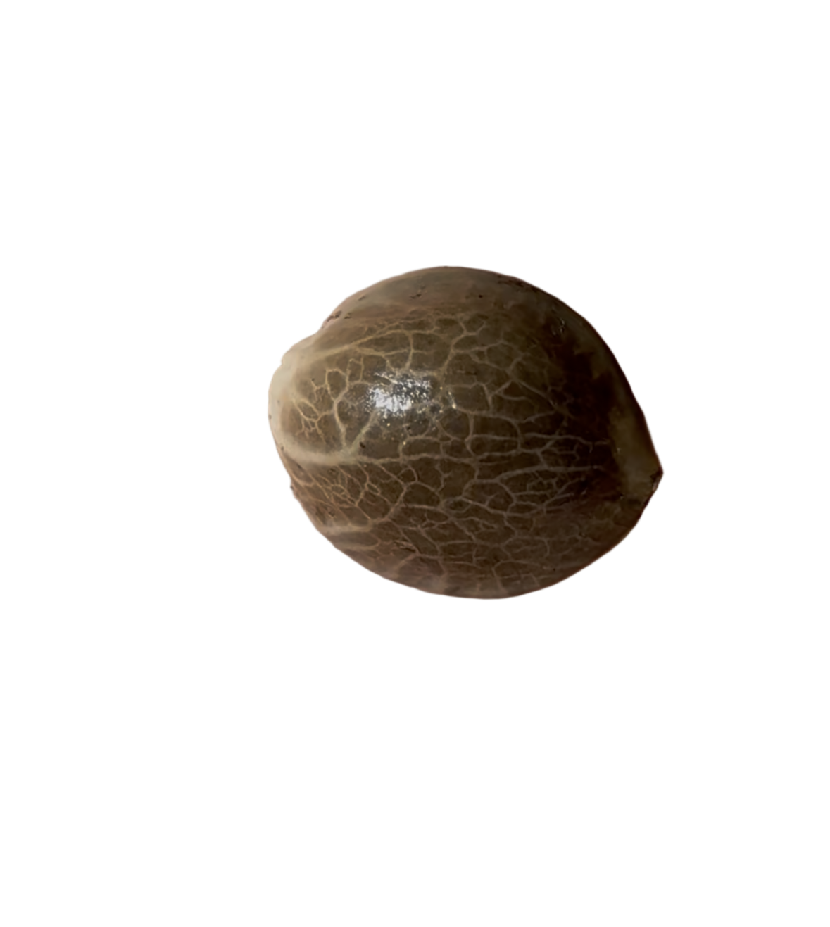 Small brown seed on a transparent background