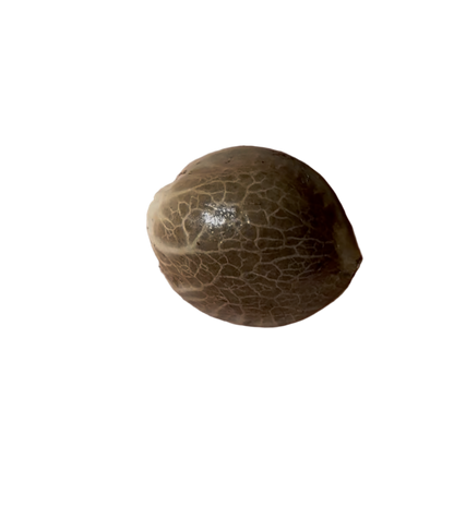 Small brown seed on a transparent background