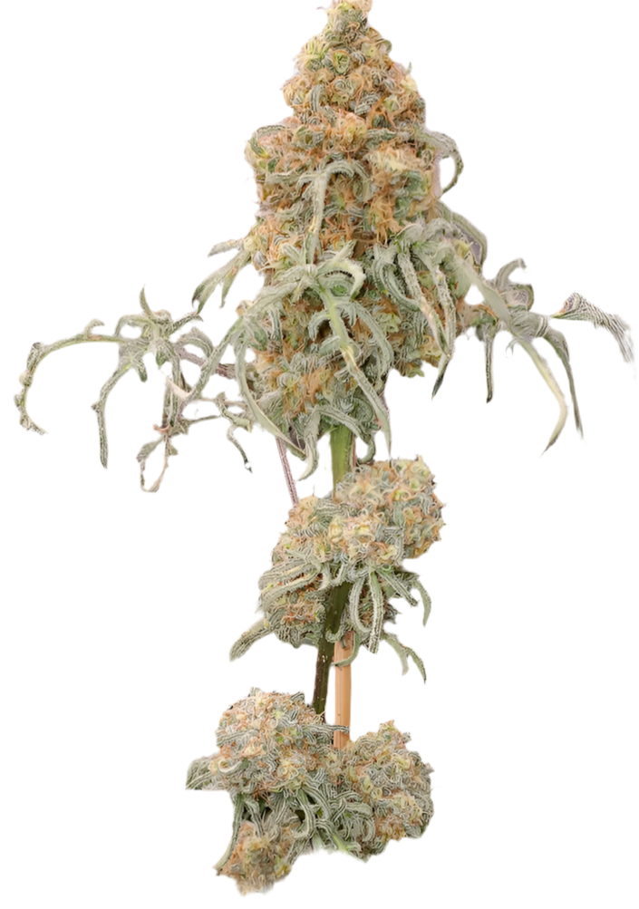 A graphical representation of a cannabis plant with extreme mutations, featuring twisted leaves and a dense, frosted bud.