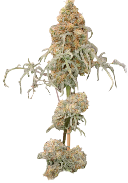 A graphical representation of a cannabis plant with extreme mutations, featuring twisted leaves and a dense, frosted bud.