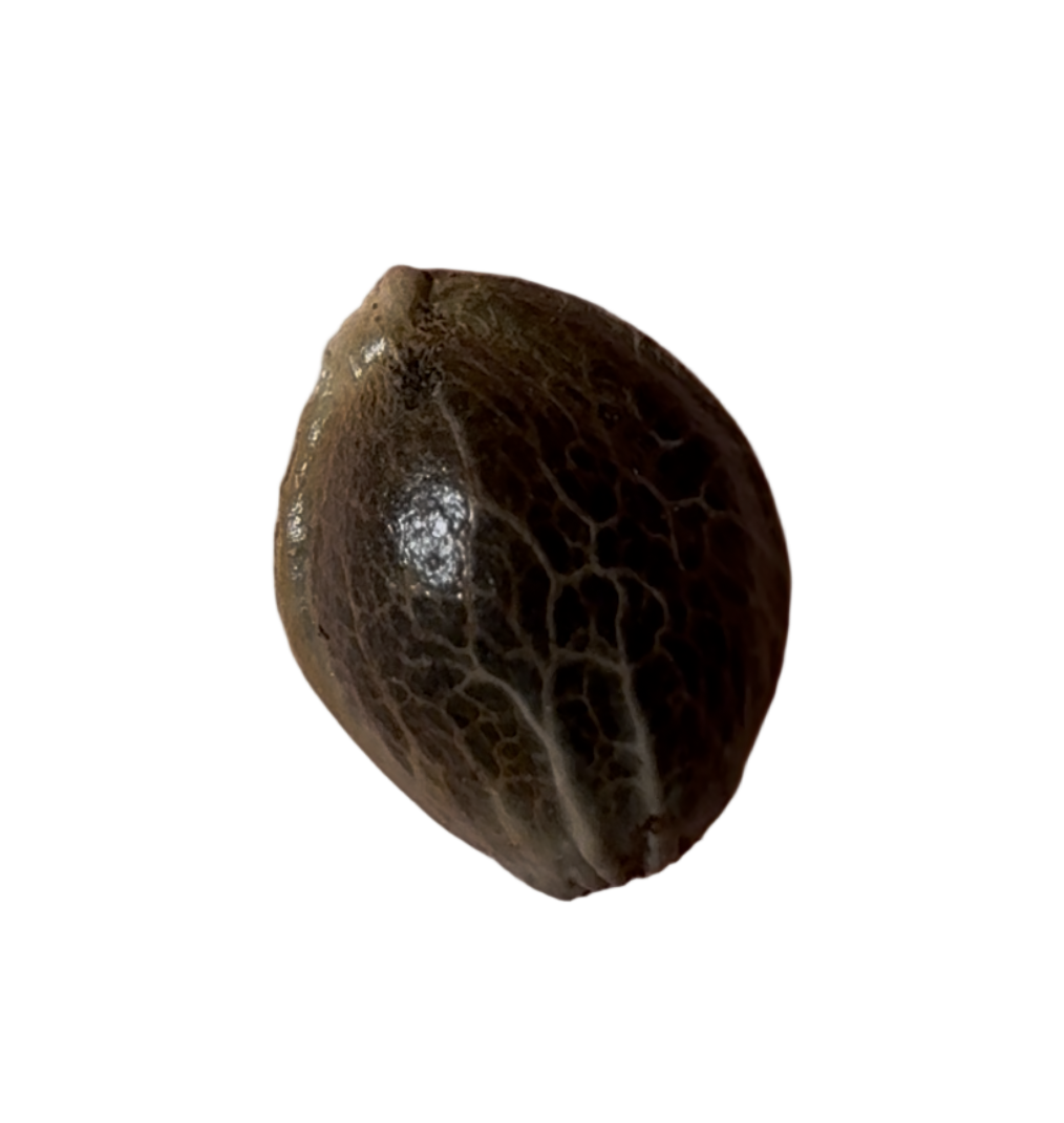 Brown blackberry cookies feminized cannabis seed pod on a white background