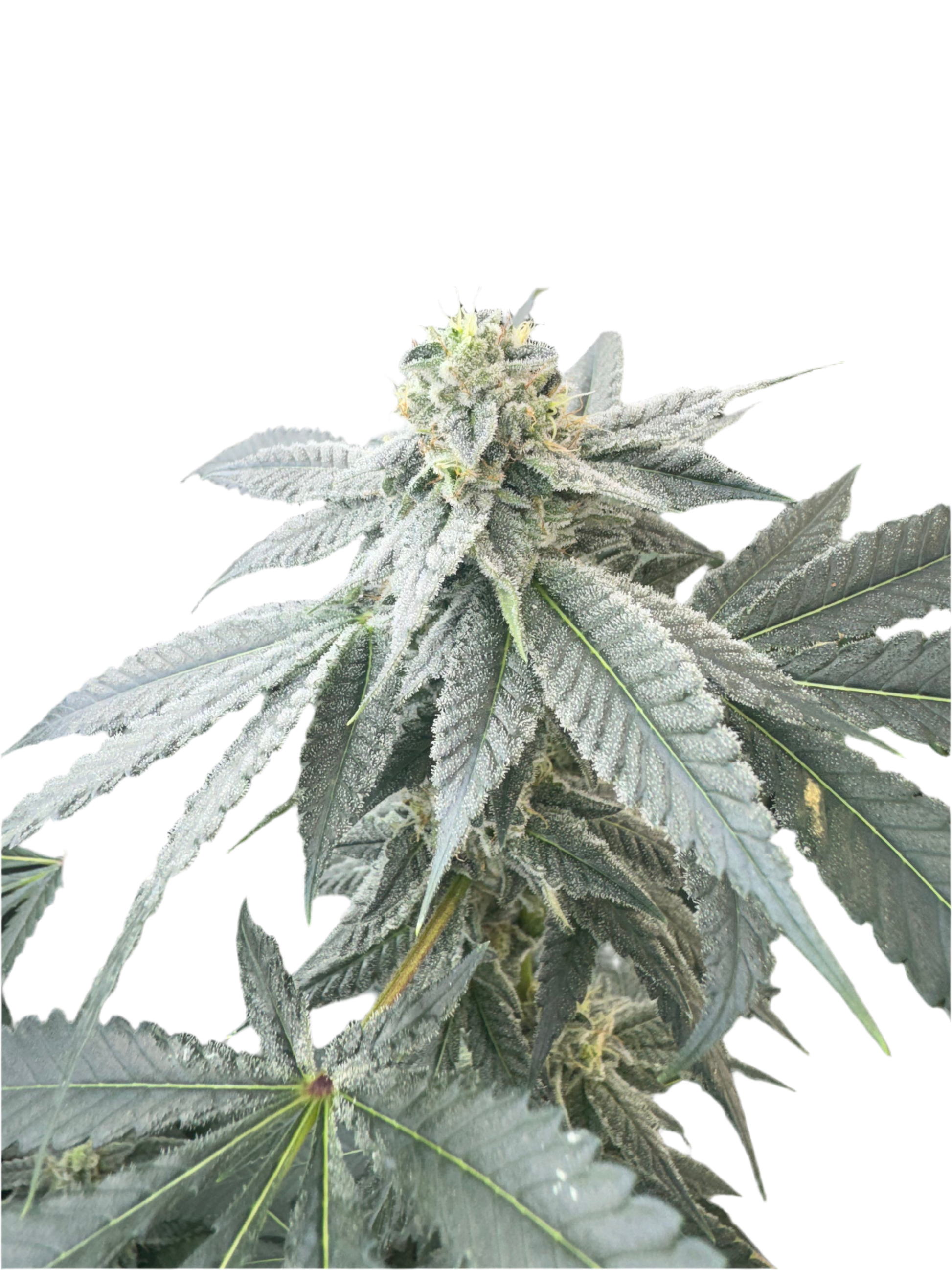 Close-up of a cannabis plant with green fan leaves and buds on a white background