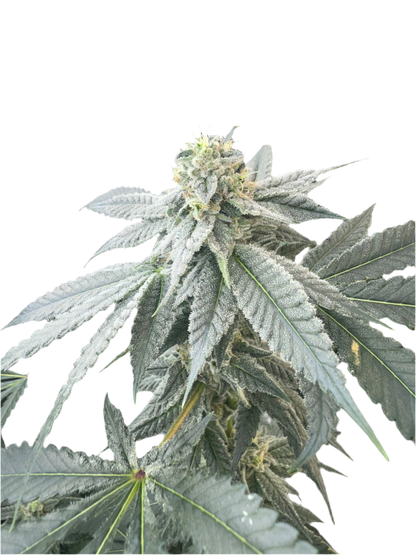 Close-up of a cannabis plant with green fan leaves and buds on a white background