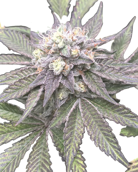 Close-up of a cannabis plant with green leaves and visible buds on a white background