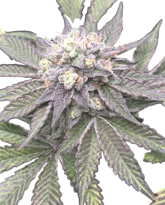 Close-up of a cannabis plant with green leaves and visible buds on a white background