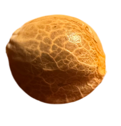 Close-up of a textured orange cannabis seed on a white background