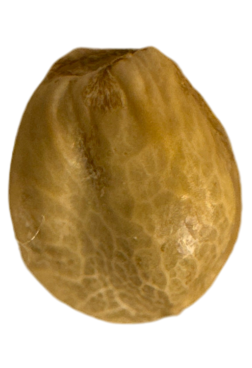 Close up tan seed showing detailed veins