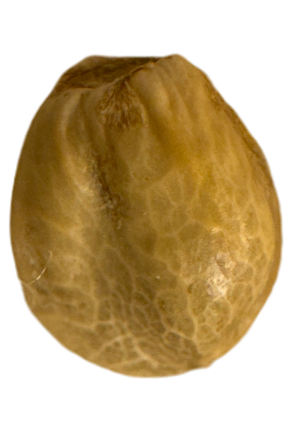 Close up tan seed showing detailed veins