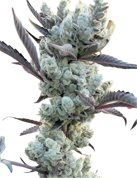 Close-up of a cannabis plant with large buds on a white background
