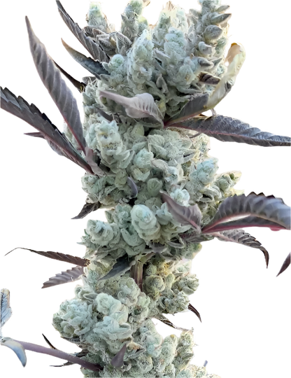 Close-up of a cannabis plant with large buds on a white background