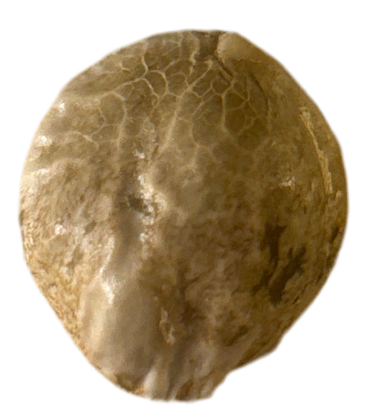 Stone color cannabis seed on a white background