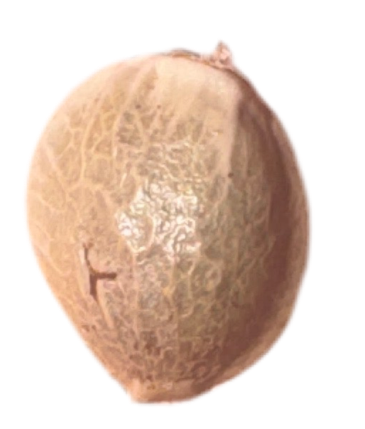 Coconut color cannabis seed on a white background