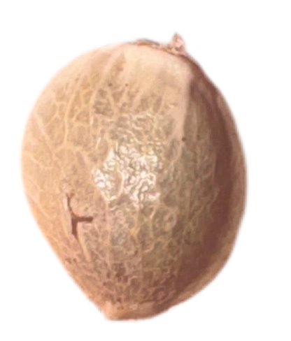 Coconut color cannabis seed on a white background