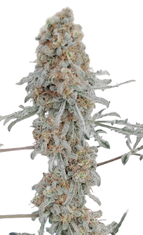 Close-up of mutant fern leaf a cannabis plant with dense buds on a white background