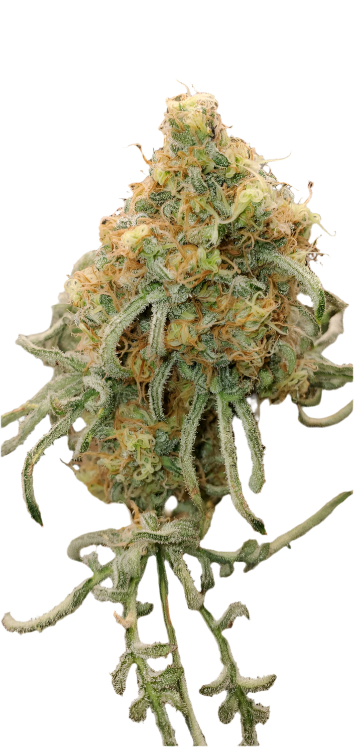 Close up mutant fern leaf cannabis bud