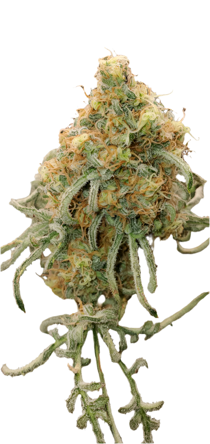 Close up mutant fern leaf cannabis bud