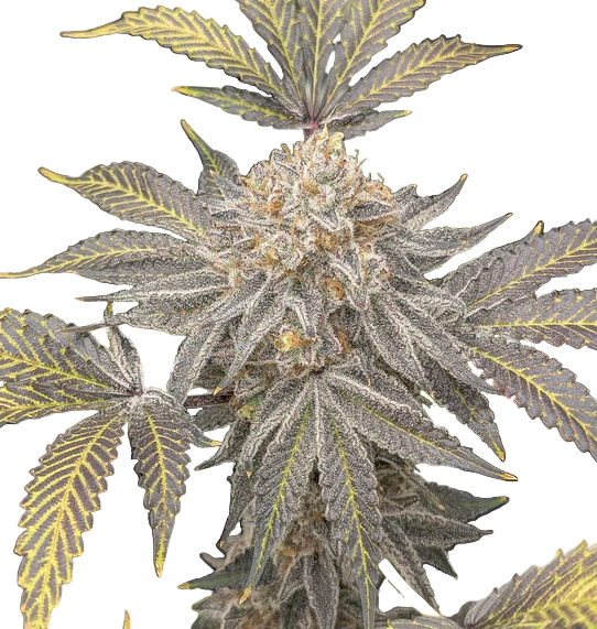 FWG Auto Fem Cannabis Bud On a plain blank background