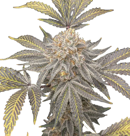 FWG Auto Fem Cannabis Bud On a plain blank background