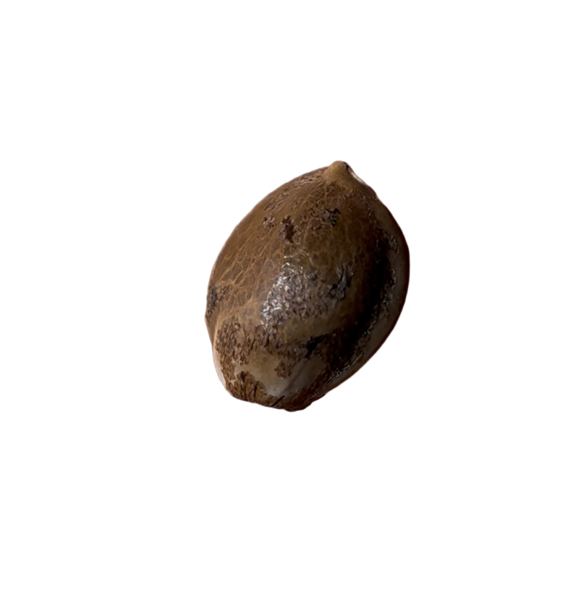 Brown seed pod on a white background