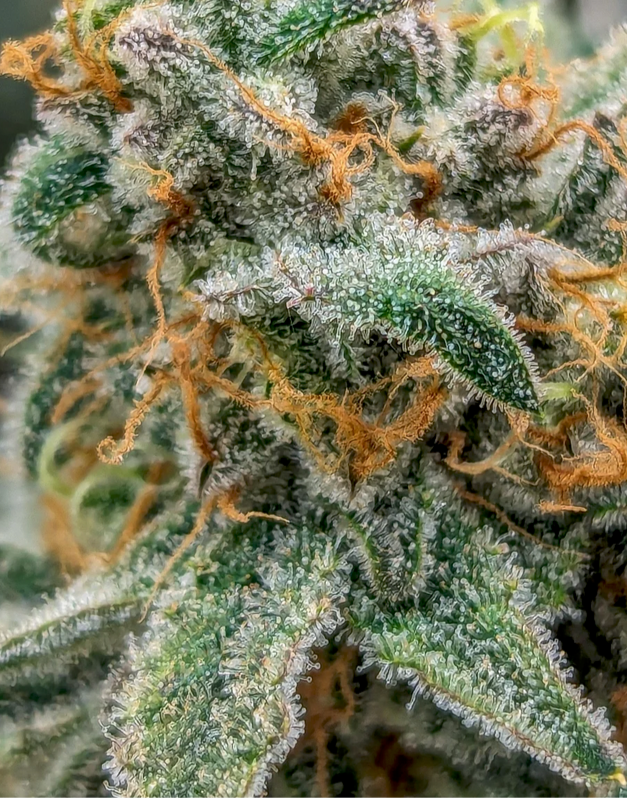 Close-up of a cannabis plant with frosty texture