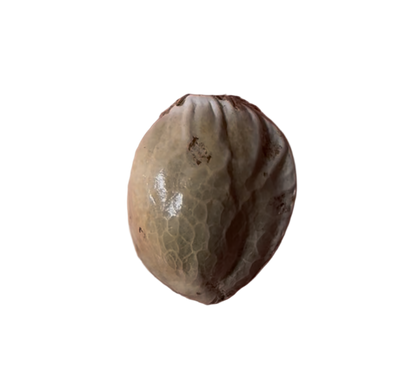 Small seed or grain on a transparent background