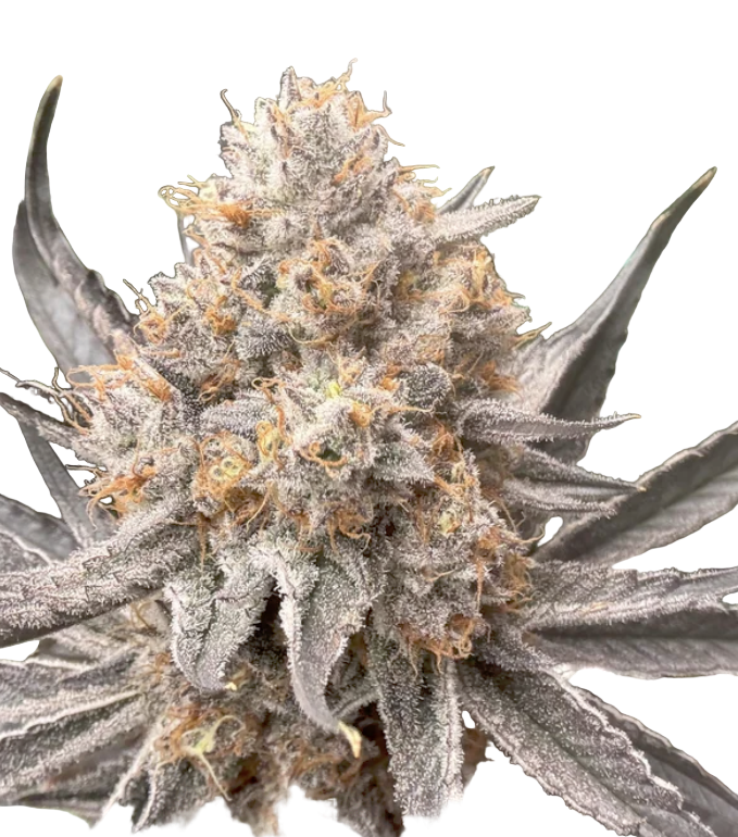 Close-up of a cannabis plant bud on a white background