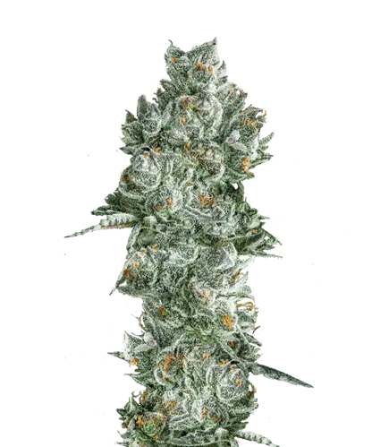 GMO Feminized Single Seed