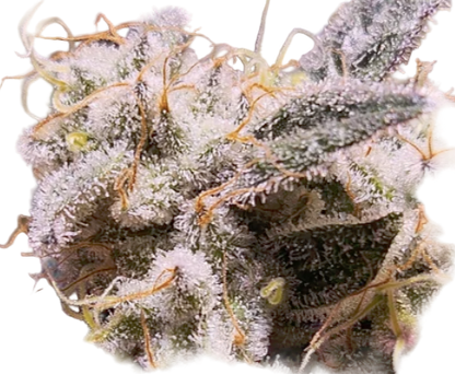 Close-up of a cannabis plant with frost on its surface