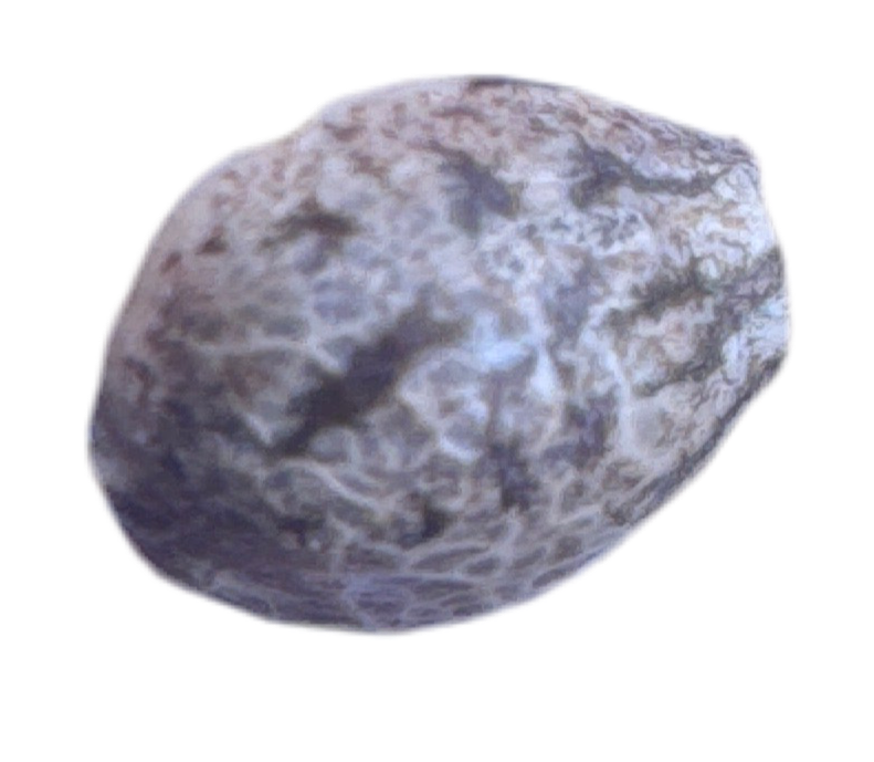 Close-up of a textured stone color cannabis seed sample on a white background