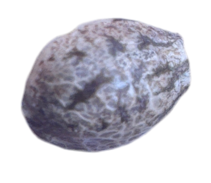 Close-up of a textured stone color cannabis seed sample on a white background