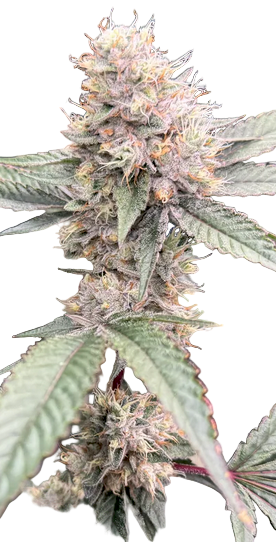 Close-up of a cannabis plant with green leaves and visible buds on a white background