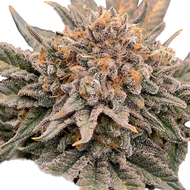 Close-up of a cannabis plant with frosty buds