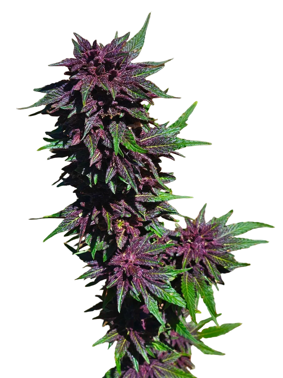 Grape Jelly Deep Purple Pheno Regular Photoperiod Seeds – Maine Open Field