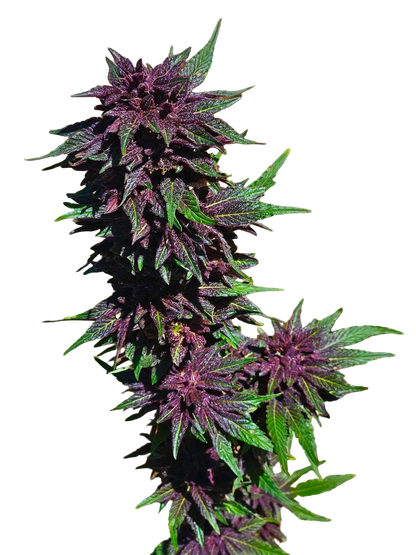 Grape Jelly Deep Purple Pheno Regular Photoperiod Seeds – Maine Open Field