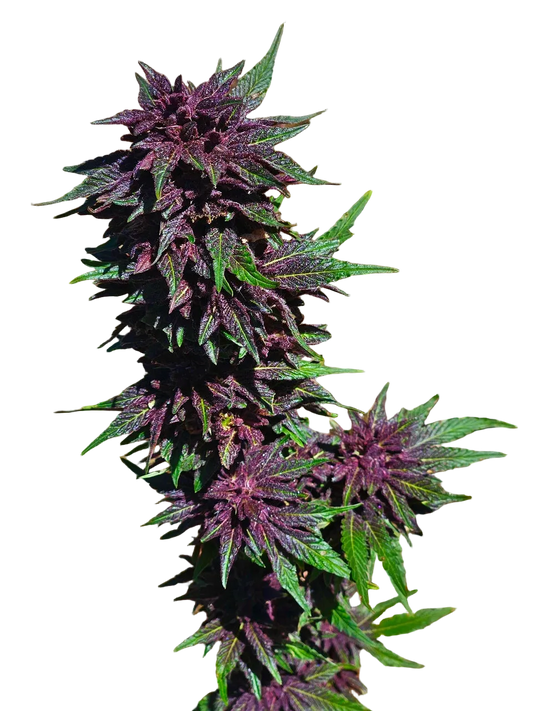 Grape Jelly Deep Purple Pheno Regular Photoperiod Seeds – Maine Open Field
