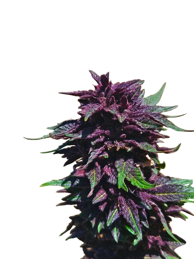 Grape Jelly Deep Purple Pheno Regular Photoperiod Seeds – Maine Open Field