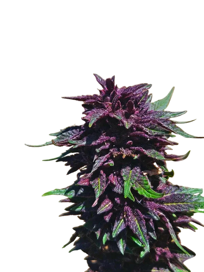 Grape Jelly Deep Purple Pheno Regular Photoperiod Seeds – Maine Open Field