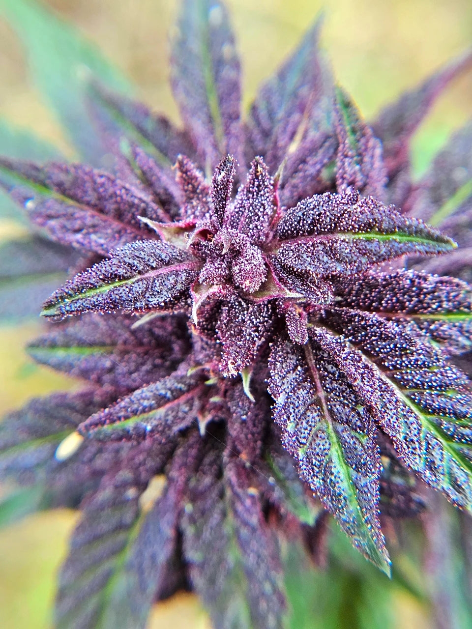 Grape Jelly Deep Purple Pheno Regular Photoperiod Seeds – Maine Open Field