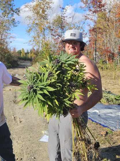 Grape Jelly Deep Purple Pheno Regular Photoperiod Seeds – Maine Open Field