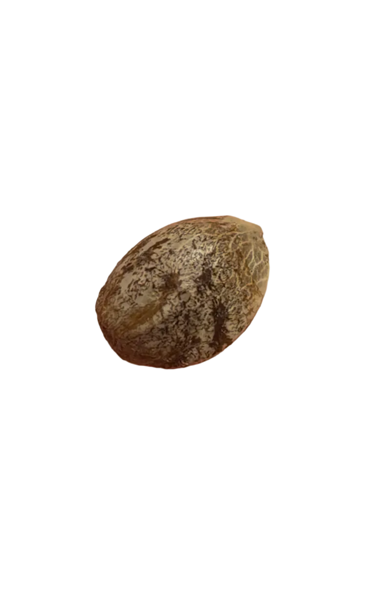 Grape Jelly Deep Purple Pheno Regular Photoperiod Seeds – Maine Open Field