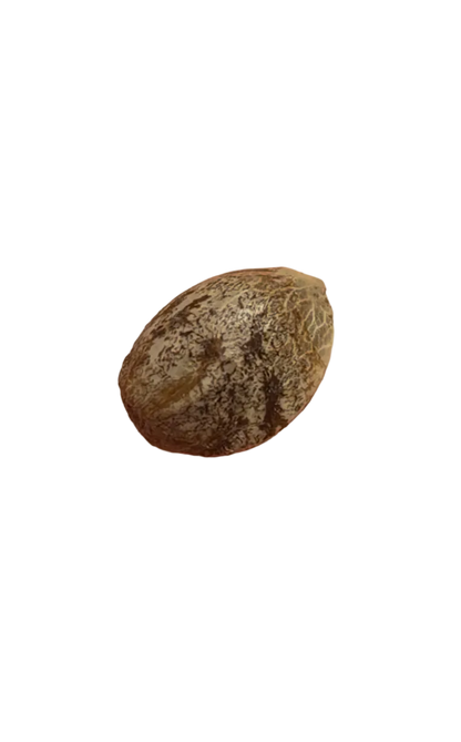 Grape Jelly Deep Purple Pheno Regular Photoperiod Seeds – Maine Open Field