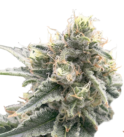 Green Dragon Feminized Single Seed