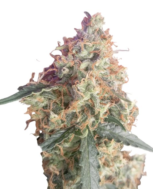 Close-up of a cannabis plant bud with green and purple hues on a white background