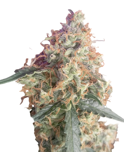 Close-up of a cannabis plant bud with green and purple hues on a white background