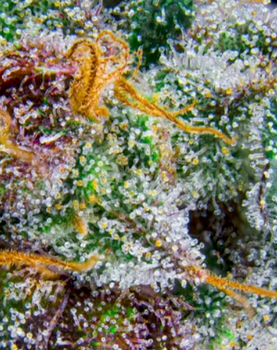 Close-up of a cannabis plant with trichomes on its surface
