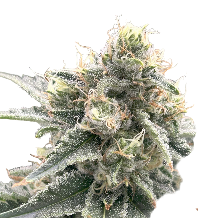 Close-up of a cannabis plant bud with frost on a white background